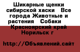 Шикарные щенки сибирской хаски - Все города Животные и растения » Собаки   . Красноярский край,Норильск г.